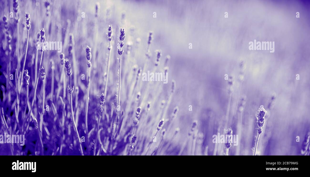 Viola lavanda fiore in campo. Banner panoramico estivo. Viola lavanda con bokeh e luce solare sfondo panoramico. Foto Stock