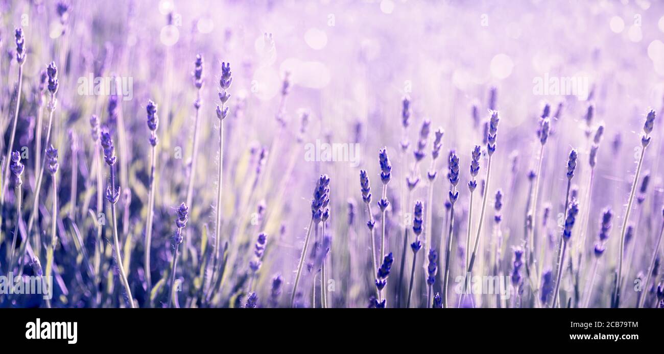 Viola lavanda fiore in campo. Banner panoramico estivo. Viola lavanda con bokeh e luce solare sfondo panoramico. Foto Stock