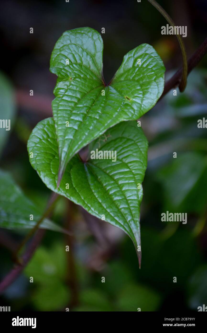 Foglie a forma di cuore Foto Stock
