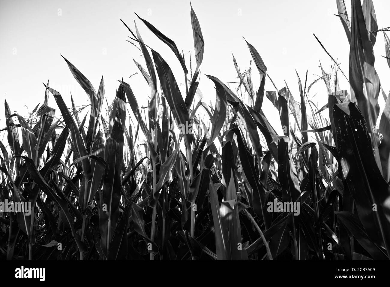 Campo di mais, splendida vista sulla campagna polacca. Kamieniec Wielkopolski. Foto Stock