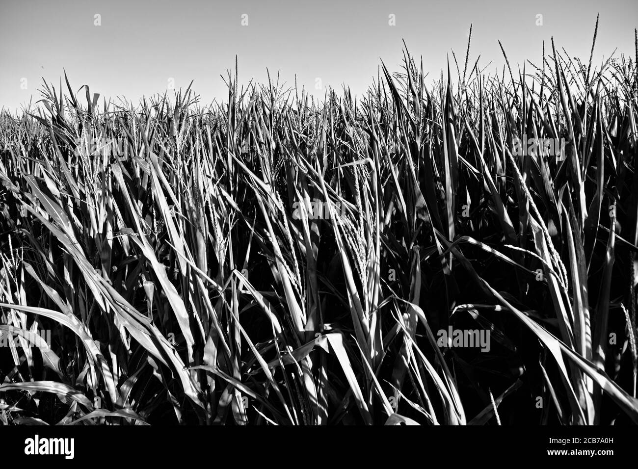 Campo di mais, splendida vista sulla campagna polacca. Kamieniec Wielkopolski. Foto Stock