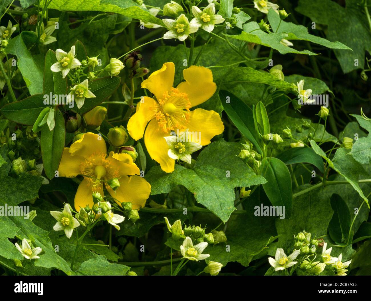 St John's Wort 'Hypericum patulum c.Hidcote'.in flower.South-West Francia. Foto Stock