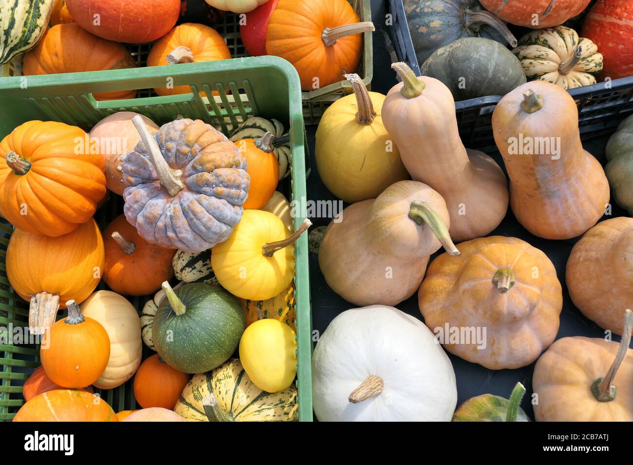 Raccolta di diverse zucche e zucche invernali Foto Stock