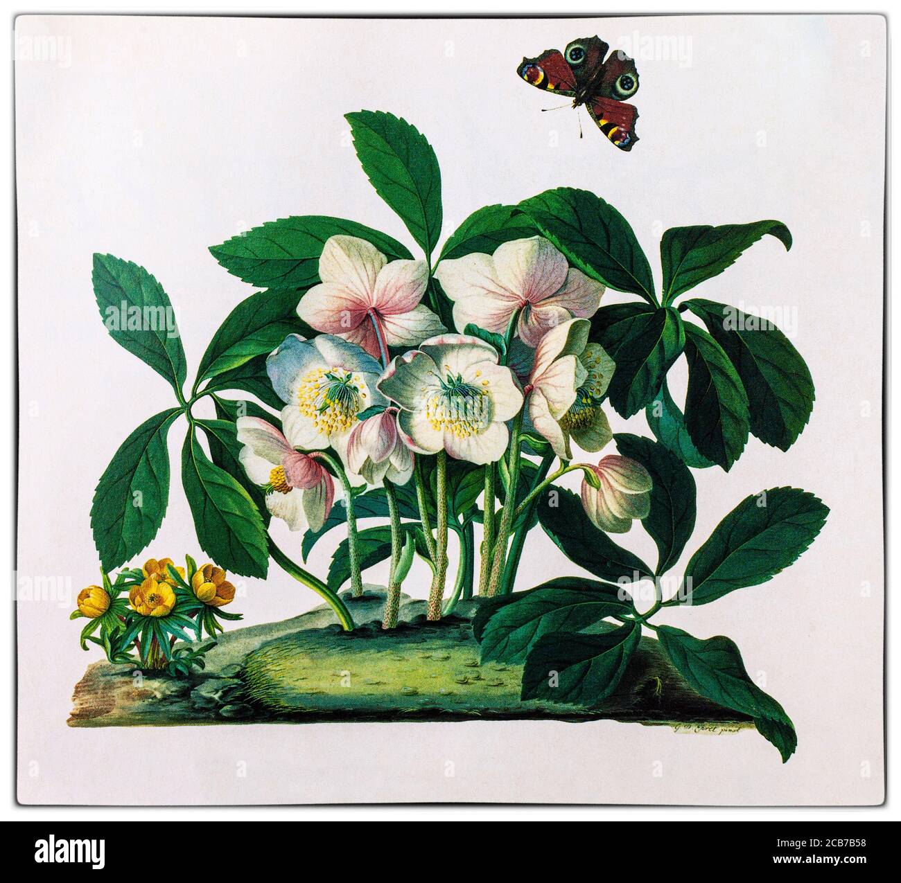 Helleborus niger, alias Christmas Rose, è una pianta perenne sempreverde della famiglia, Ranunculaceae con una farfalla di Peacock, Aglais io. Dipinto da Georg Dionysius Ehret (1708-1770), un botanico ed entomologo tedesco noto per le sue illustrazioni botaniche che divenne uno dei più influenti artisti botanici europei di tutti i tempi. Le sue prime illustrazioni furono in collaborazione con Carl Linnaeus e George Clifford nel 1735-1736. Clifford, un ricco banchiere olandese e governatore della Compagnia Olandese delle Indie Orientali, era un appassionato botanico con un grande erbario. Foto Stock