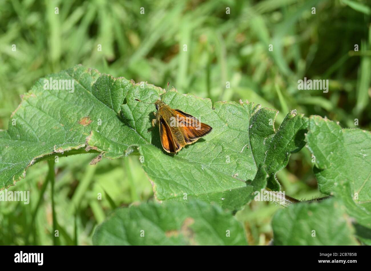 Grande skipper sulla foglia Foto Stock