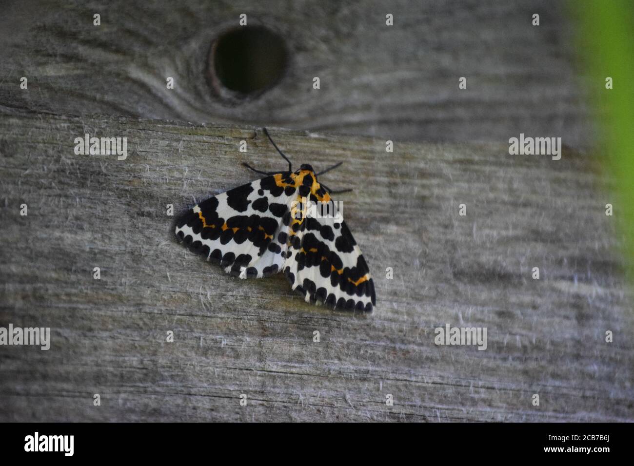 Magpie Moth su legno Foto Stock