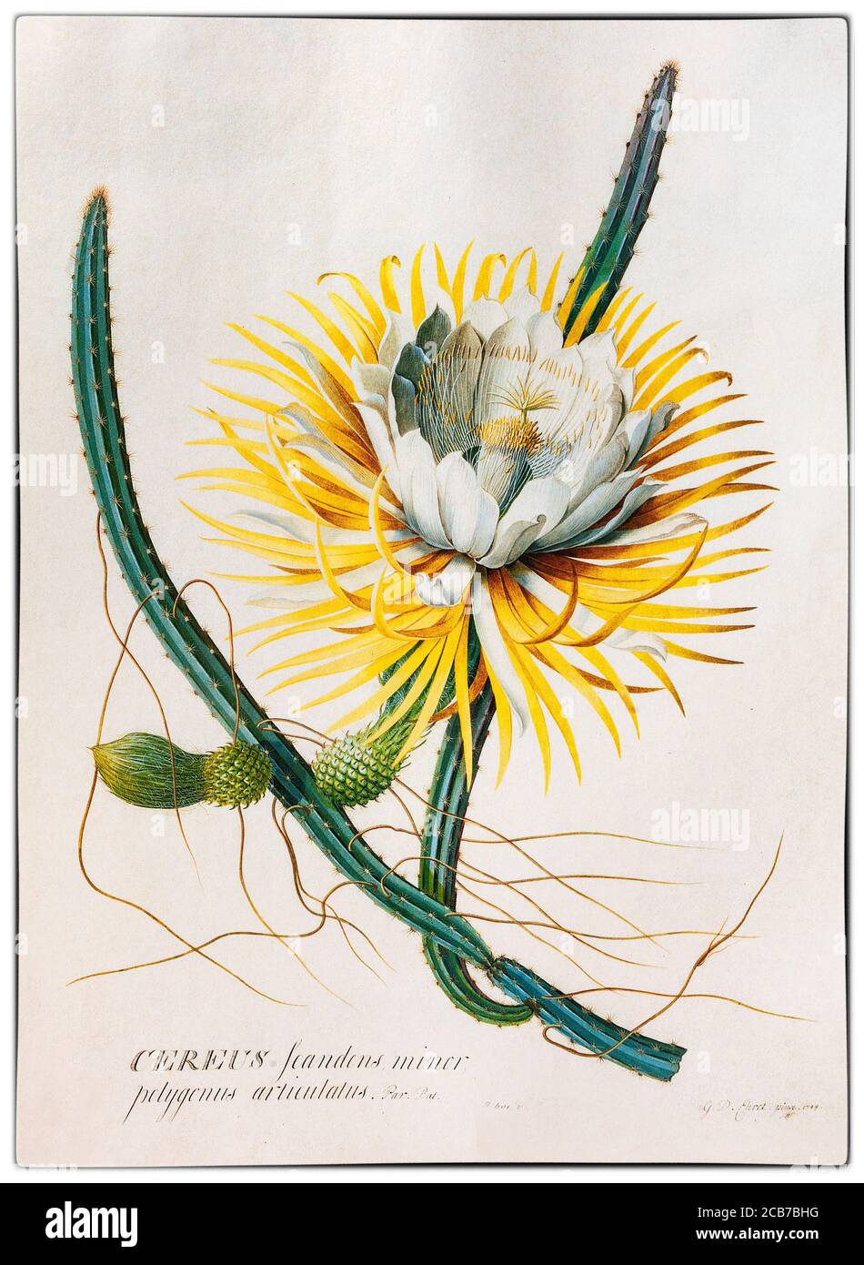 Un Cereus fiorito, un genere di cactus (famiglia Cactaceae) del Sud America, dipinto da Georg Dionysius Ehret (1708-1770), un botanico ed entomologo tedesco noto per le sue illustrazioni botaniche che divenne uno dei più influenti artisti botanici europei di tutti i tempi. Le sue prime illustrazioni furono in collaborazione con Carl Linnaeus e George Clifford nel 1735-1736. Clifford, un ricco banchiere olandese e governatore della Compagnia Olandese delle Indie Orientali, era un appassionato botanico con un grande erbario. Foto Stock Un Cereus fiorito, un genere di cactus (famiglia Cactaceae) del Sud America, dipinto da Georg Dionysius Ehret (1708-1770), un botanico ed entomologo tedesco noto per le sue illustrazioni botaniche che divenne uno dei più influenti artisti botanici europei di tutti i tempi. Le sue prime illustrazioni furono in collaborazione con Carl Linnaeus e George Clifford nel 1735-1736. Clifford, un ricco banchiere olandese e governatore della Compagnia Olandese delle Indie Orientali, era un appassionato botanico con un grande erbario. Foto Stock