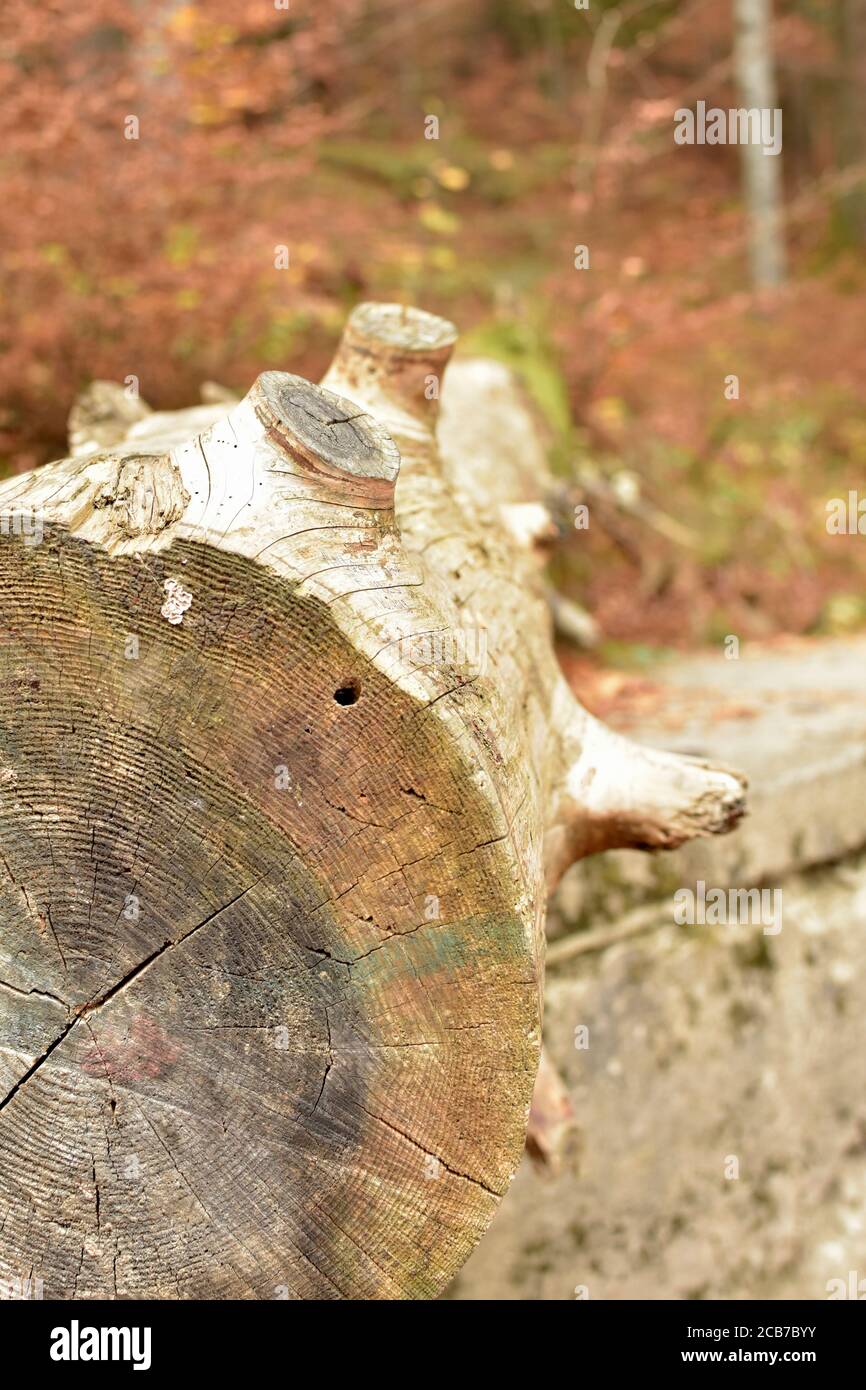 Tronco d'albero nella foresta con superficie marrone naturale di legno. Foto Stock