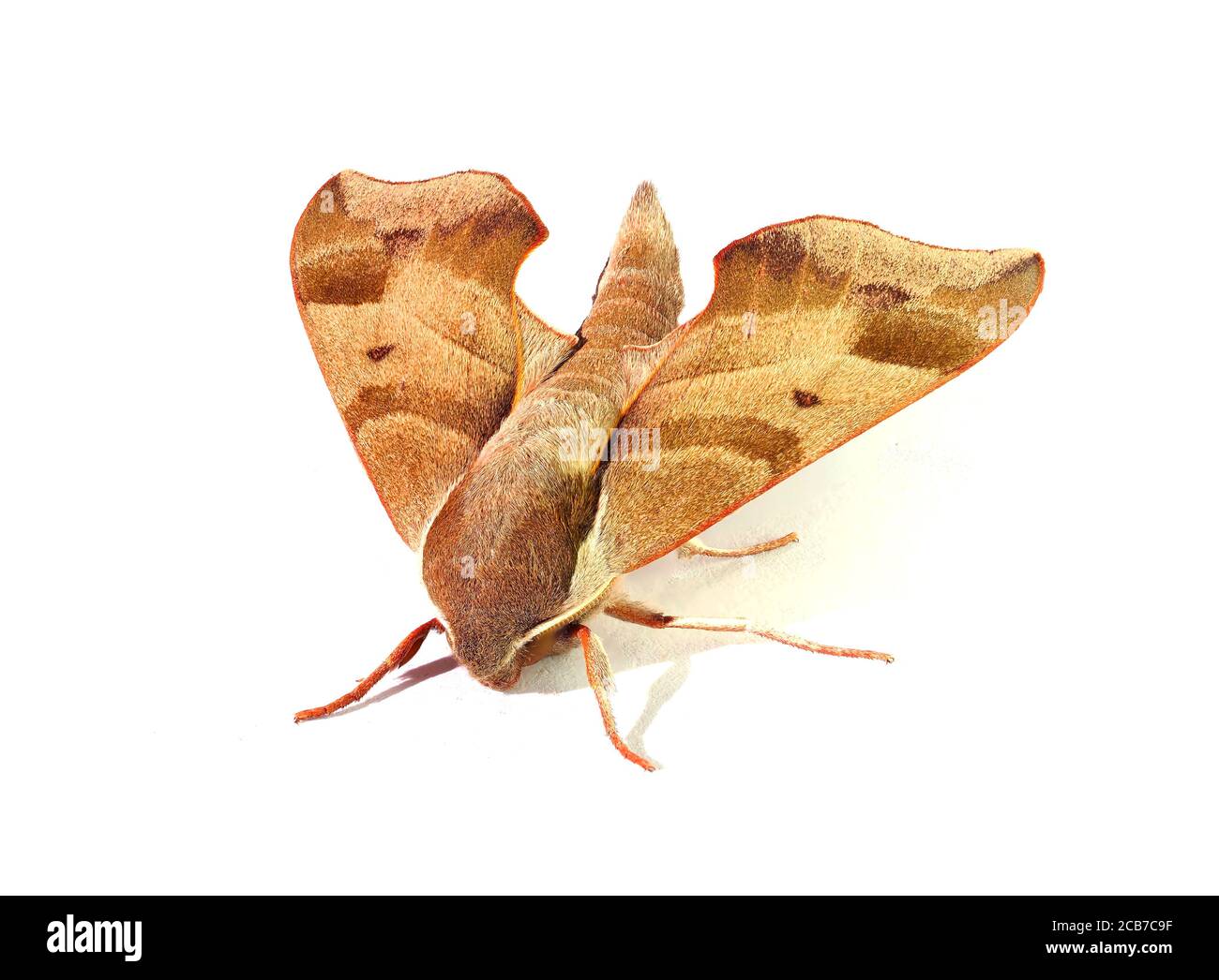 Extreme Closeup Focus Stacked immagine di una Virginia Creeper Sphinx Moth su Bianco Foto Stock