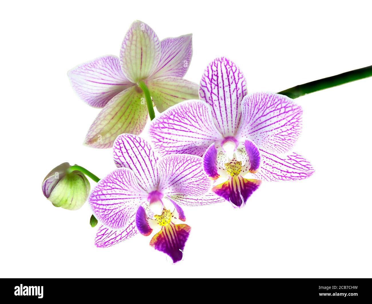 Un'immagine messa a fuoco impilata di tre fiori d'orchidea e uno BUD isolato su bianco Foto Stock