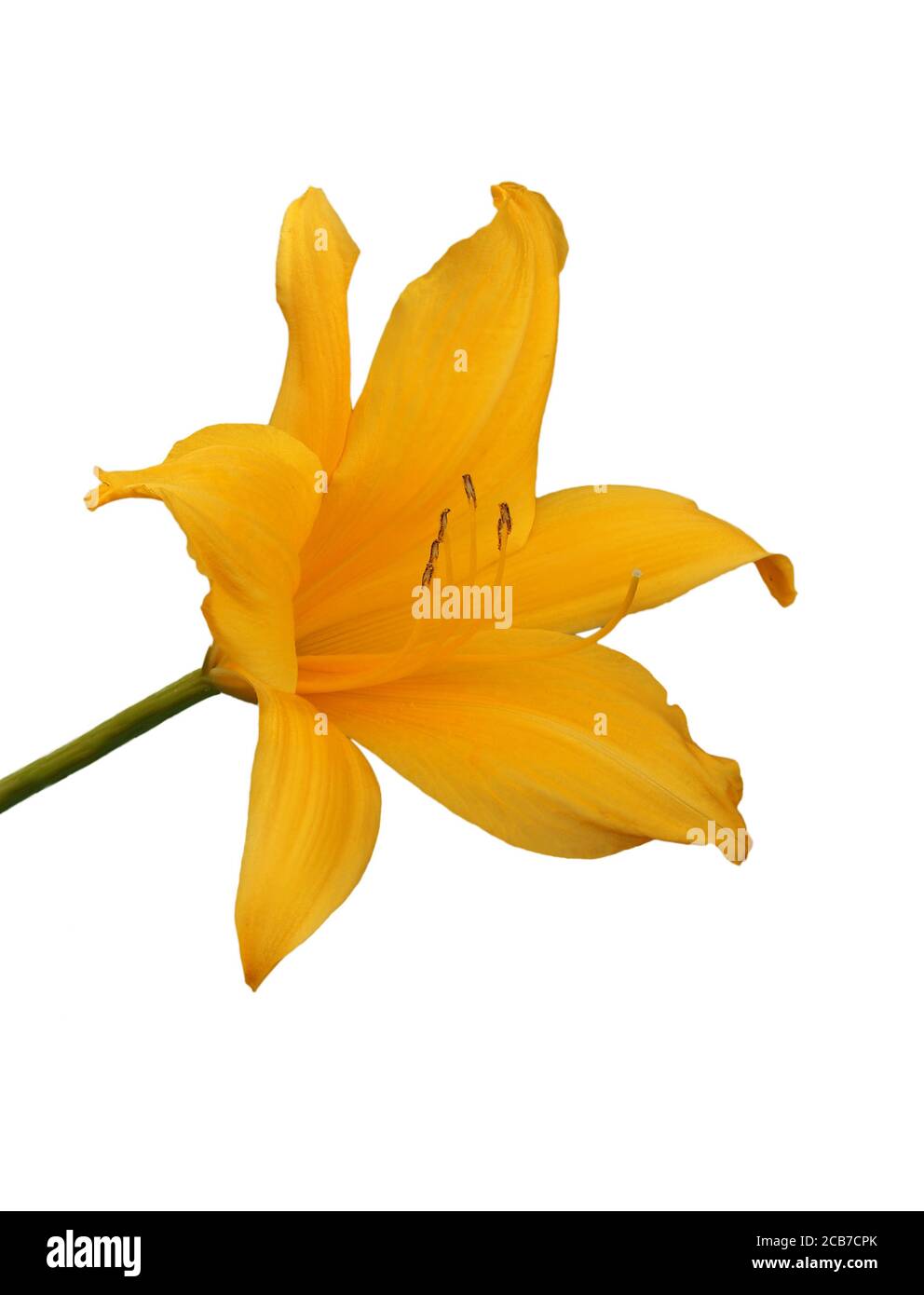 Un Lily giallo impilato a fuoco singolo isolato su bianco Foto Stock