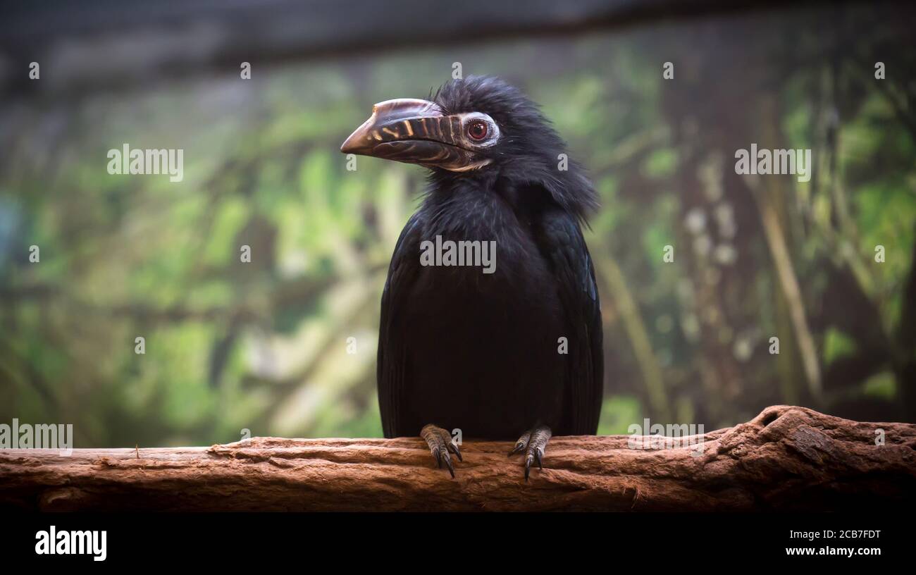 La becco nero è una specie di uccello della famiglia dei becco di cavallo Bucherotidae. Vive in Asia a Brunei Darussalam, Indonesia, Malesia, Singapore, Tha Foto Stock