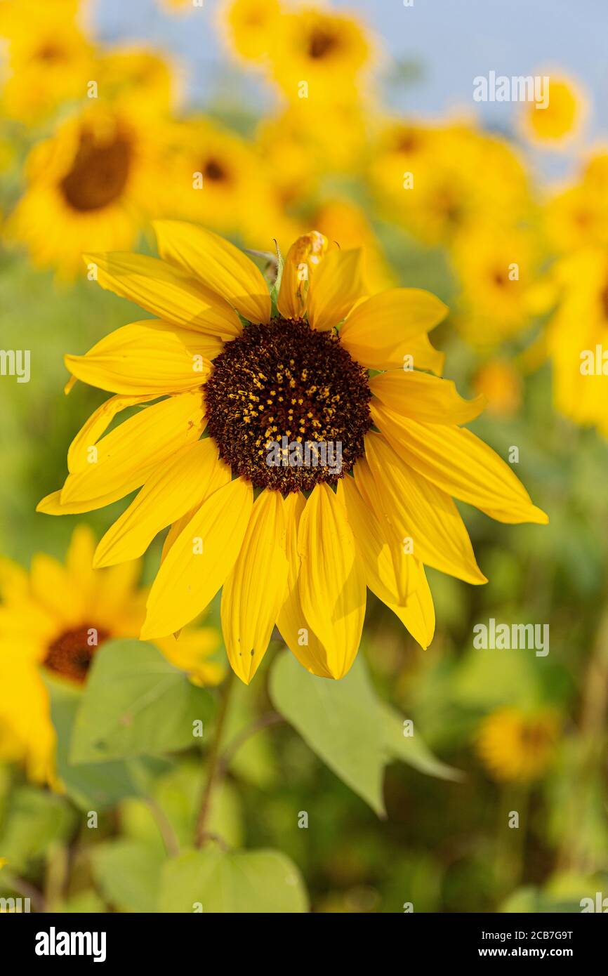 Girasole (Helianthus) Foto Stock