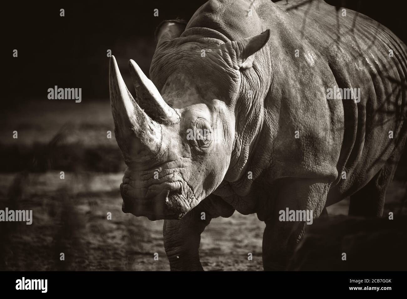 Ceratotherium simum cottoni, Diceros bicornis michaeli, rinoceronte bianco, sono specie criticamente minacciate e animali rari, la foto migliore Foto Stock