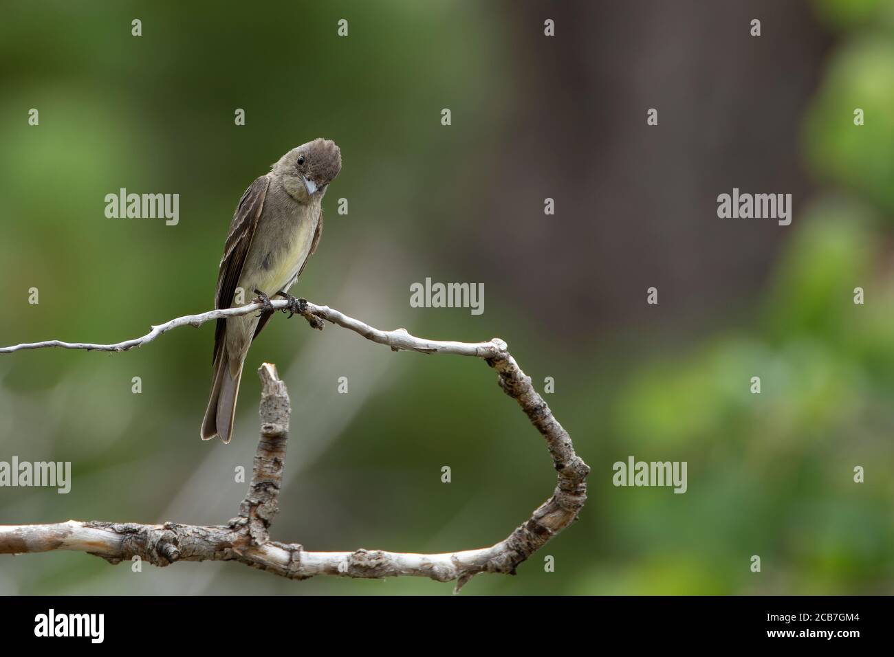 Un Western legno-pewee perches su un arto in Wyoming. Foto Stock
