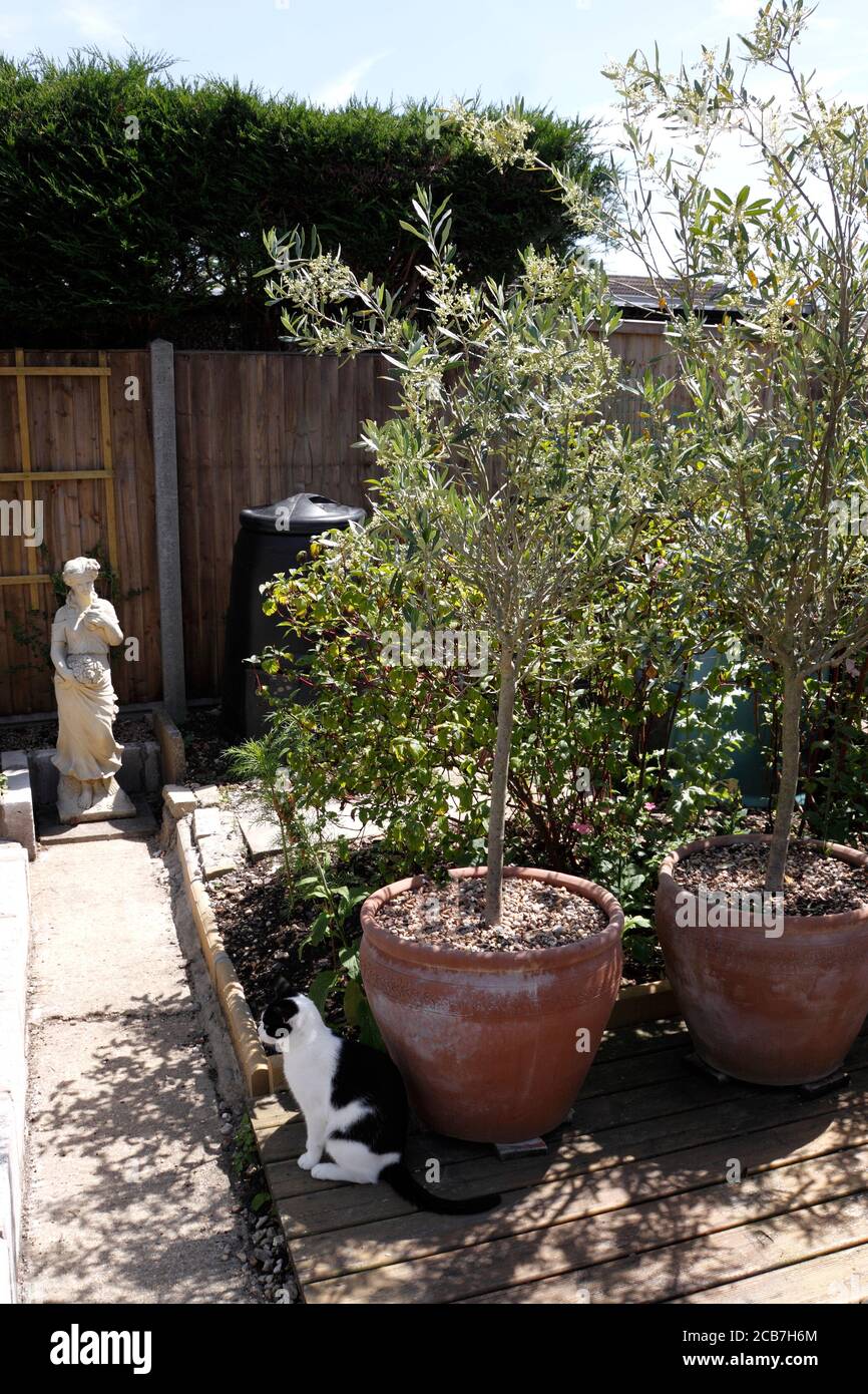 Potted olive tree immagini e fotografie stock ad alta risoluzione - Alamy