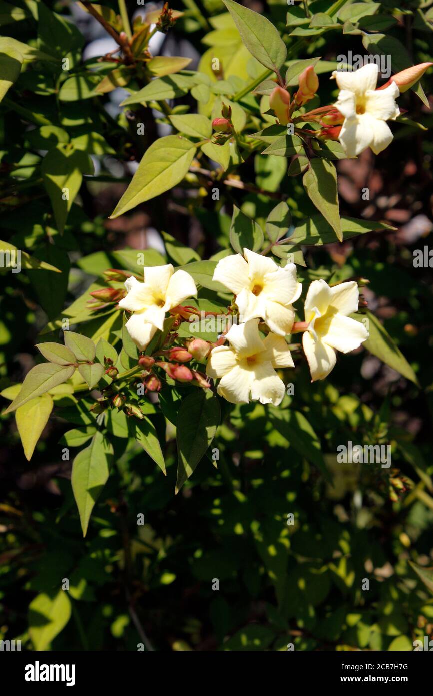 CREMA COAGULATA DI JASMINUM. JASMINE. JESSAMINE Foto Stock