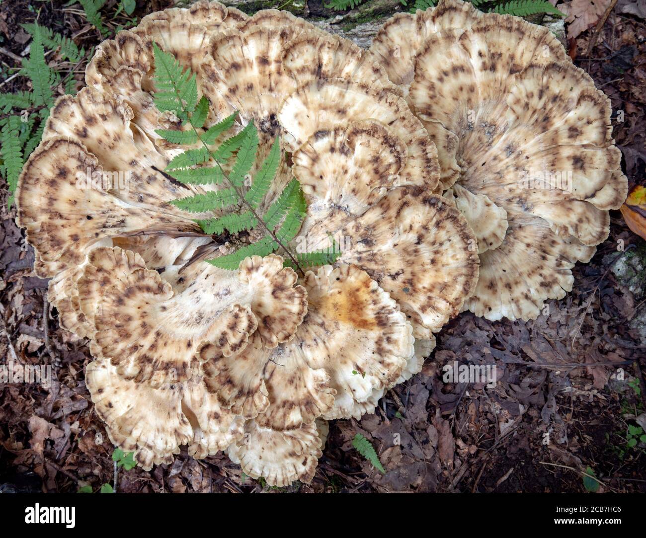 Polipore (Meripilus sumstinei) - Sycamore Cove Trail, Pisgah National Forest, Brevard, North Carolina, USA Foto Stock