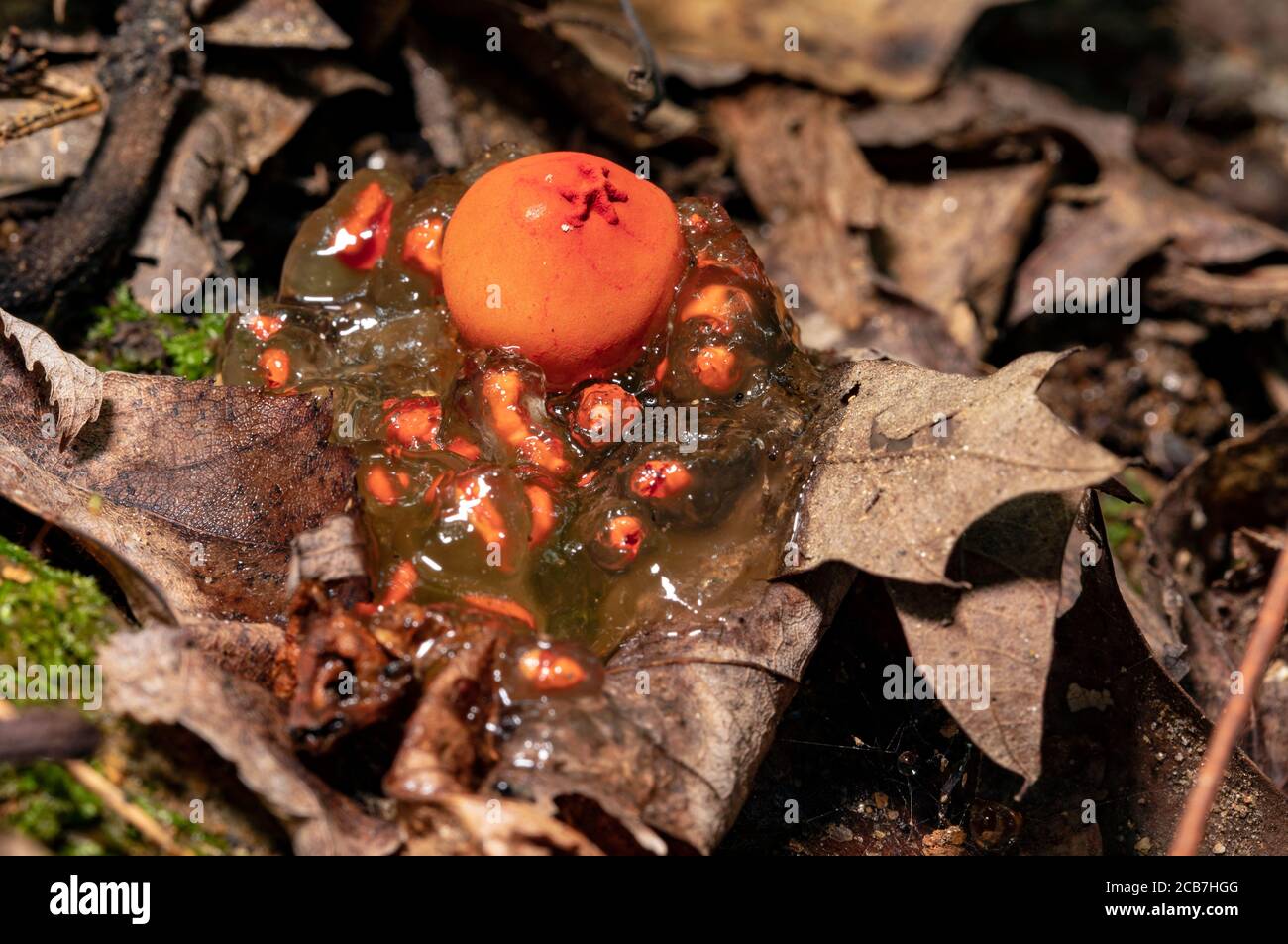 Puffball-in-aspic o gelatinoso Puffball (Calostoma cinnabarinum) - Pisgah National Forest, Brevard, North Carolina, USA Foto Stock