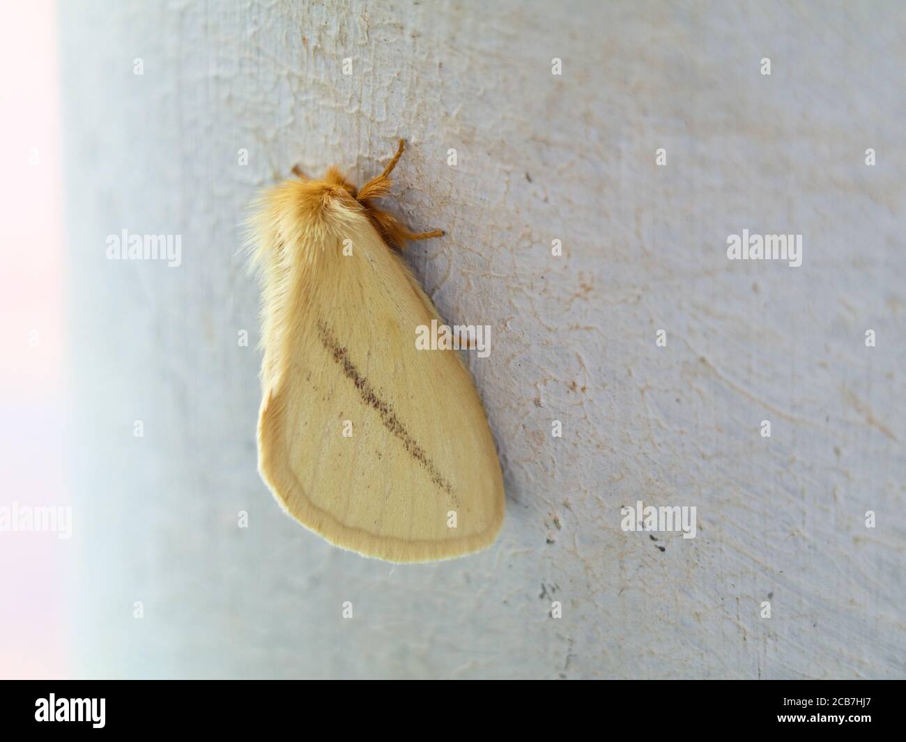 Crema colore notte farfalla o falena appartenente al gruppo parafiletico di insetti, ordine Lepidoptera Foto Stock