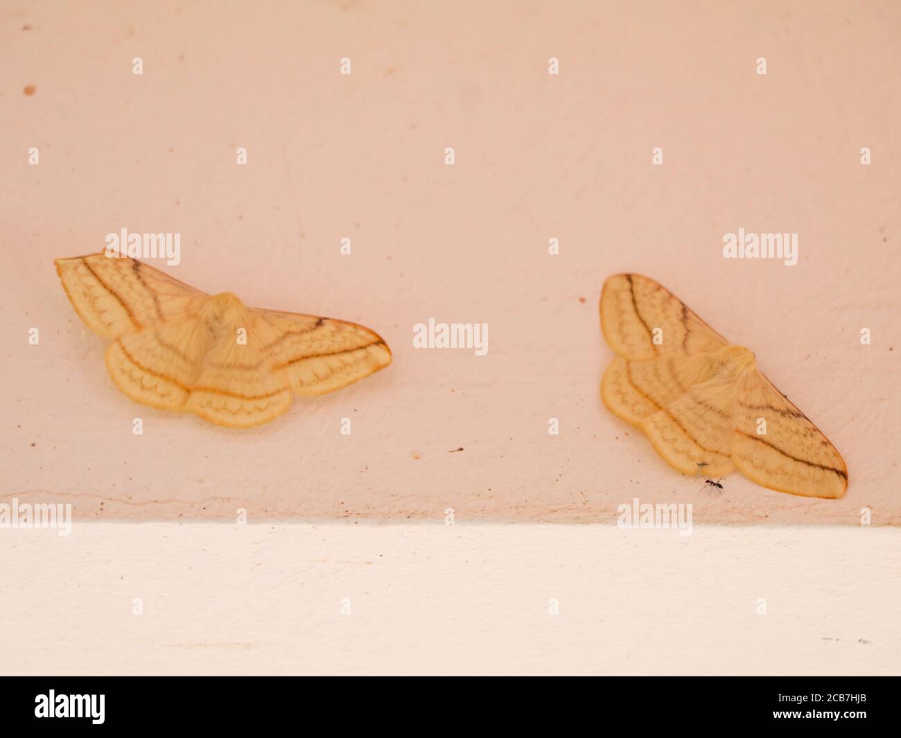 Crema colore notte farfalla o falena appartenente al gruppo parafiletico di insetti, ordine Lepidoptera Foto Stock