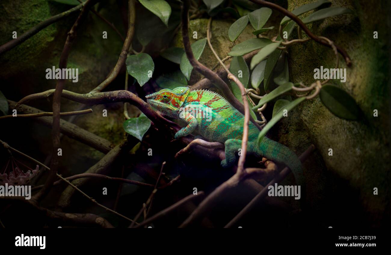 Panther chameleon Furcifer pardalis, la foto bes, zoo Foto Stock