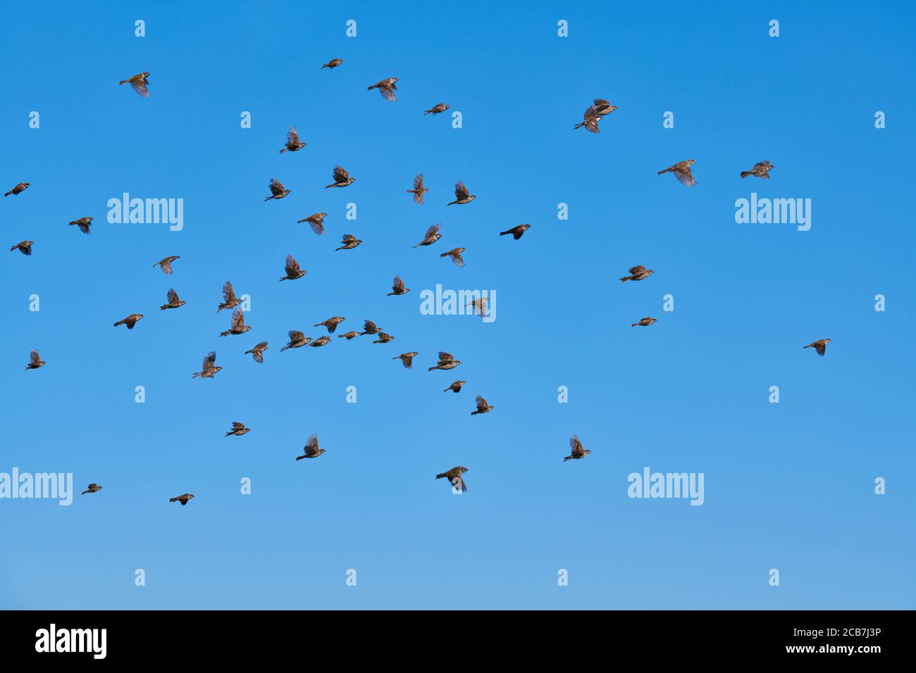 Passeri floccano in cielo blu. Piccoli uccelli urbani. Animali selvatici sparrows. Birdwatching e ornitologia Foto Stock