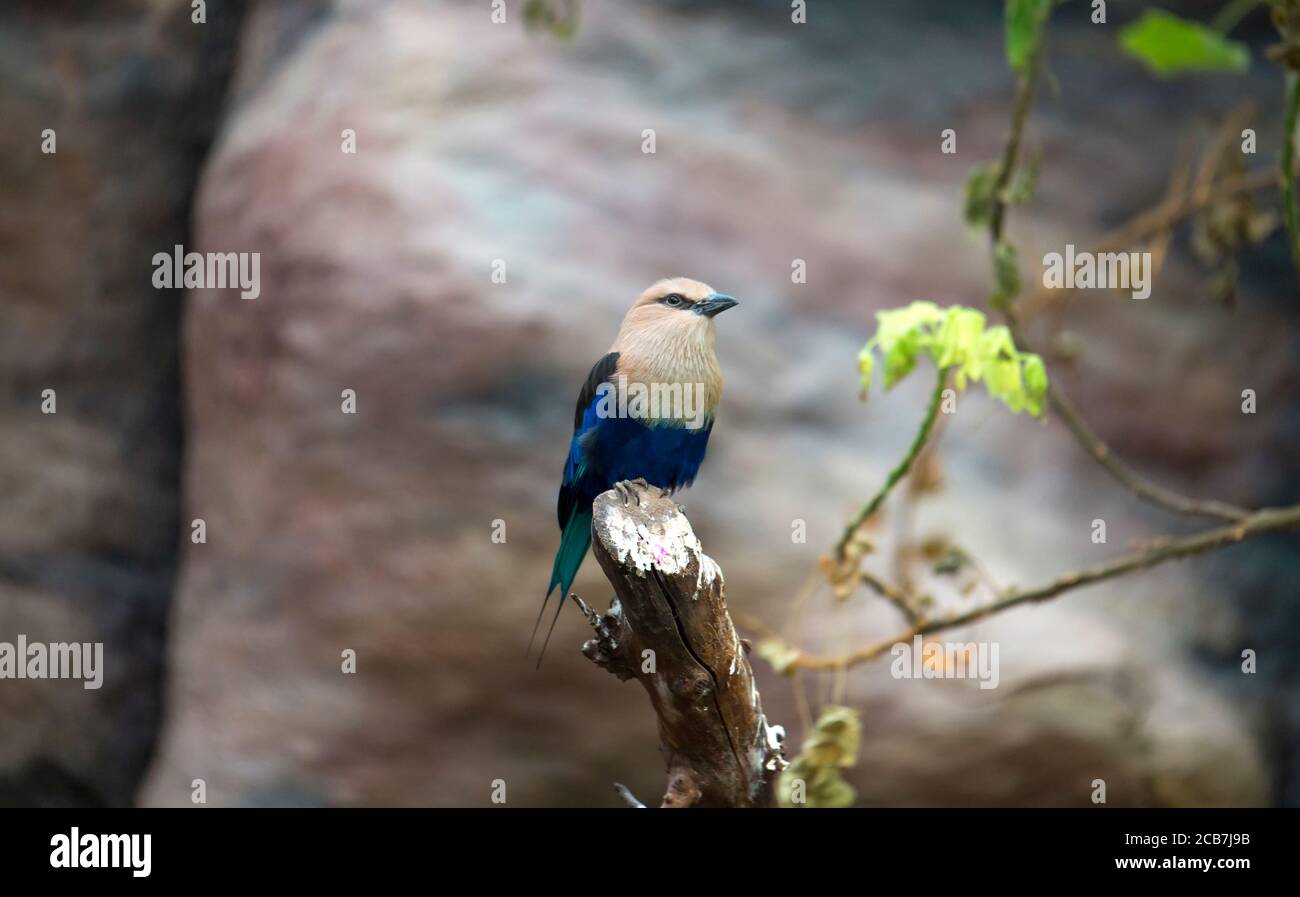 Il rullo con la ribellatura blu si trova sul ramo. Il rullo blu Coracias cyanogaster è un membro della famiglia di uccelli a rulli che alleva acro Foto Stock