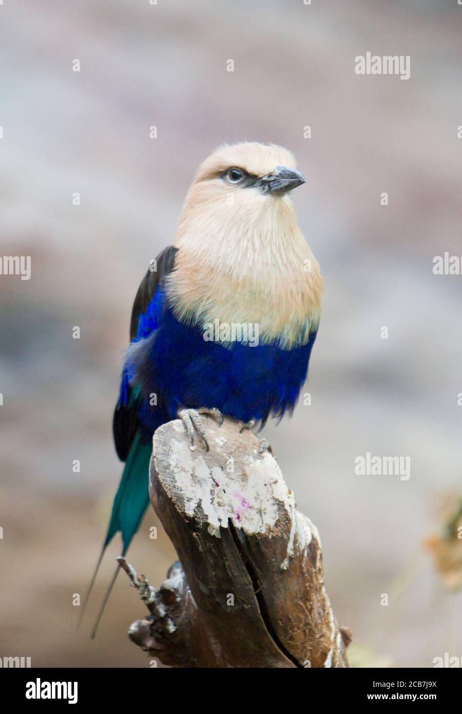 Il rullo con la ribellatura blu si trova sul ramo. Il rullo blu Coracias cyanogaster è un membro della famiglia di uccelli a rulli che alleva acro Foto Stock