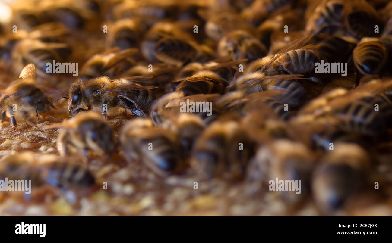 Vista ravvicinata delle api all'interno dell'alveare sul nido d'ape. Foto Stock
