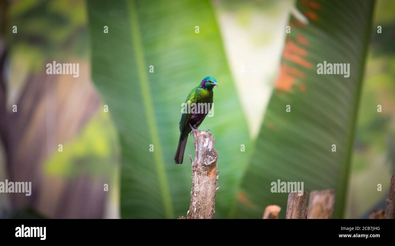 Emerald Starling in un mangiatore artificiale. Questo uccello è conosciuto anche come lamprotornis purpurpureus, Lamprotornis iris, Merle Metallique, Emerald Starling, purpo Foto Stock