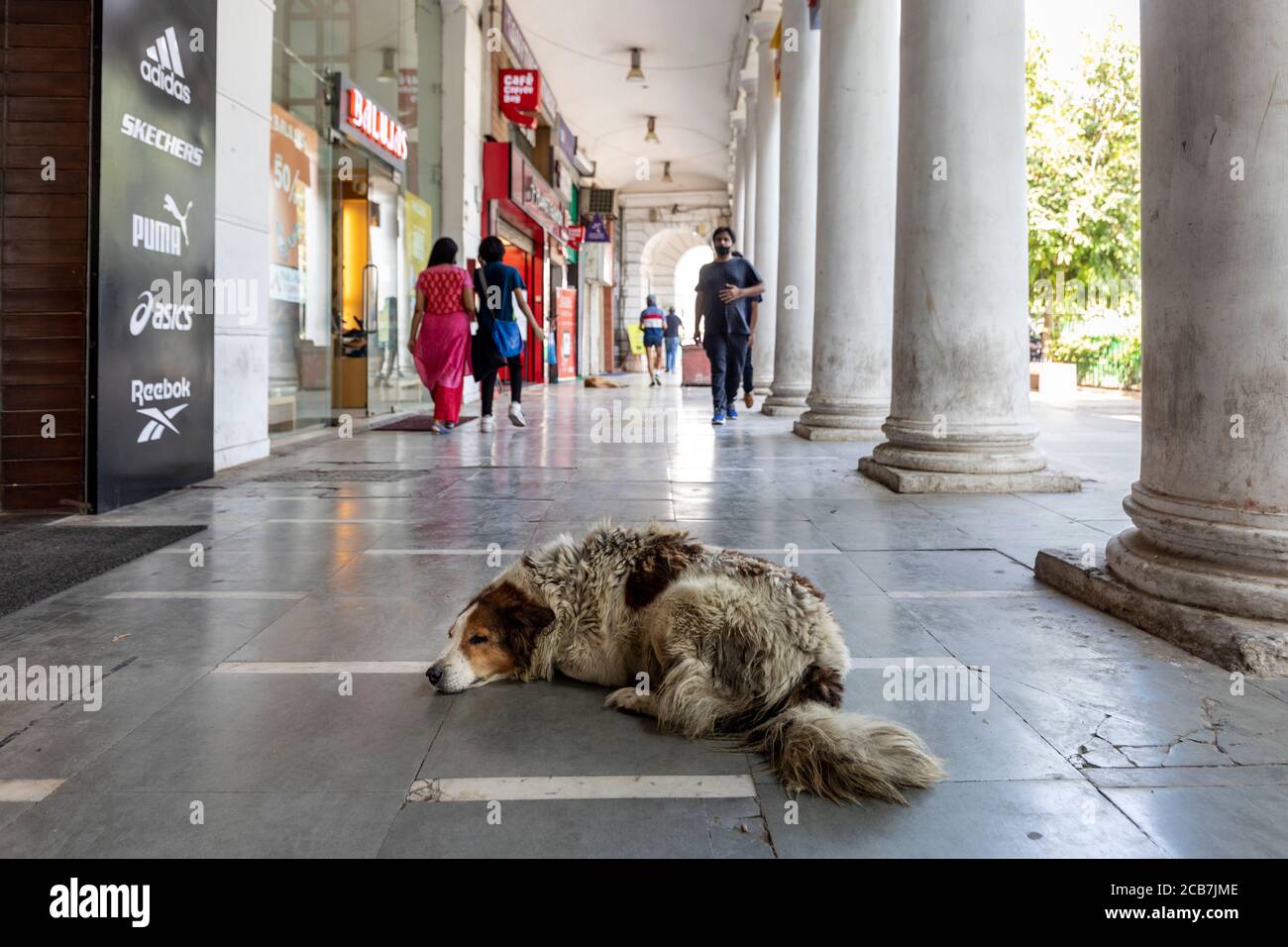 Un cane vagato dorme nel mezzo del corridoio Nel quartiere centrale degli affari di Connaught Place a New Delhi Foto Stock