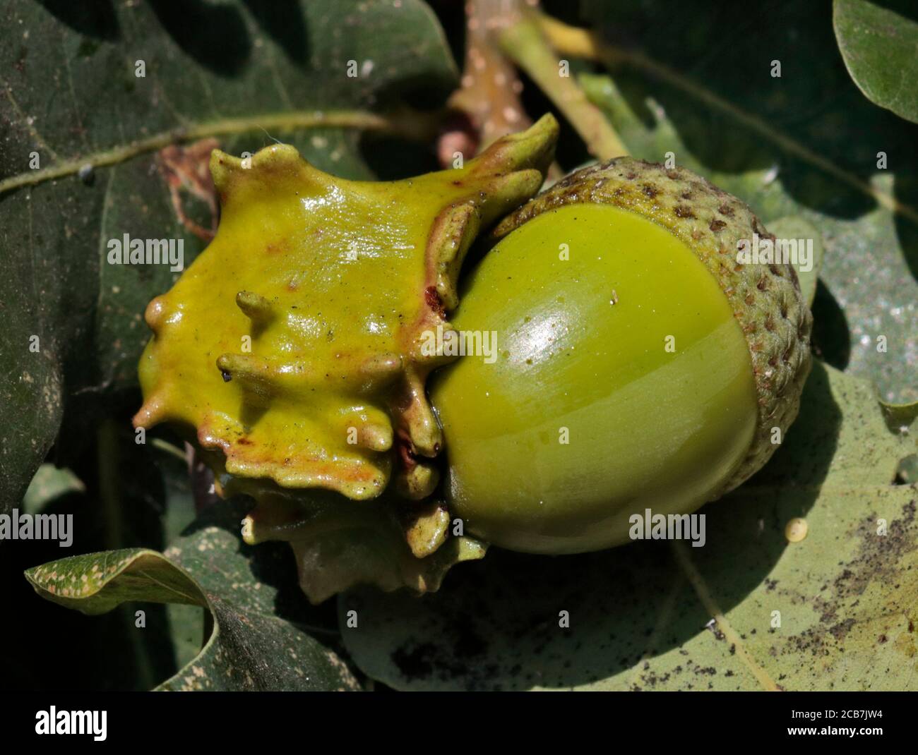 Knopper Gall Growth su Common Oak Acorn, Regno Unito Foto Stock