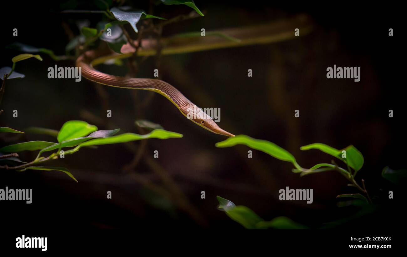 madagascar foglia nosed serpente scivolando fuori da un piccolo albero, Langaha madagascariensis, la foto migliore Foto Stock
