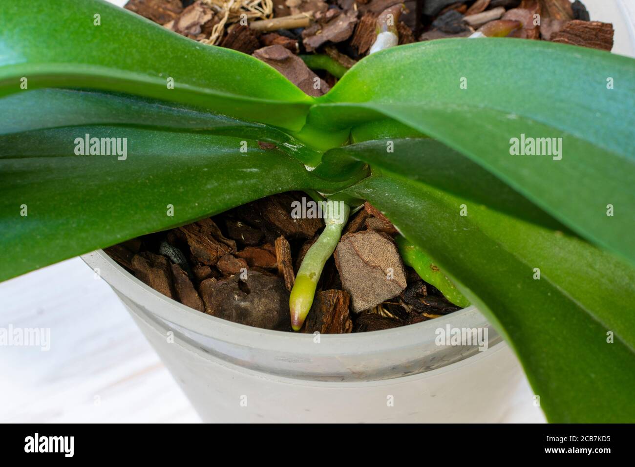 Orchidea sviluppa nuove radici giovani, radici nella fase attiva della crescita. Foto Stock