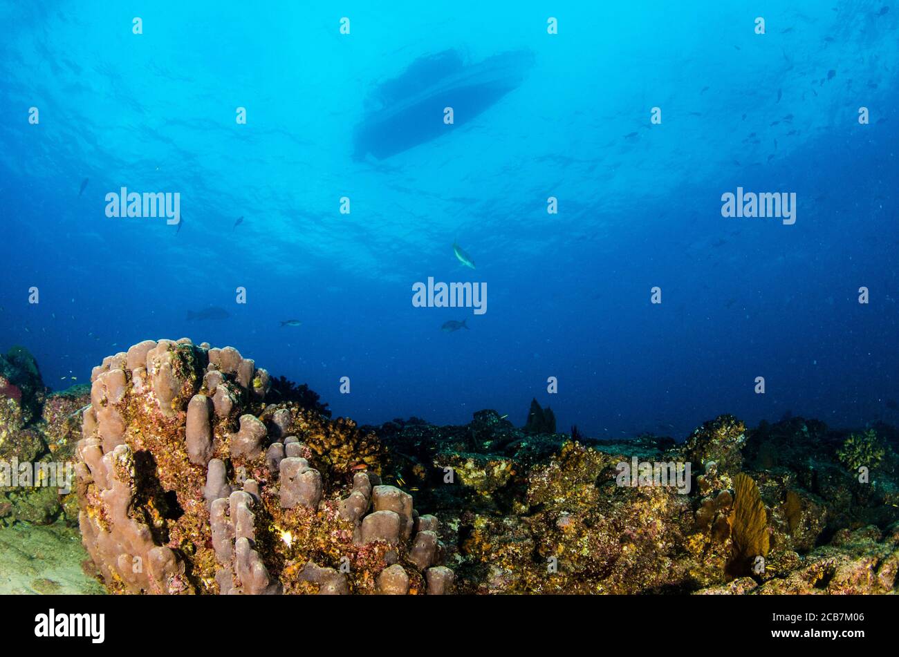 Paesaggi corallini del Mare di Cortez. Cabo Pulmo National Park, Baja California sur, Messico. Foto Stock