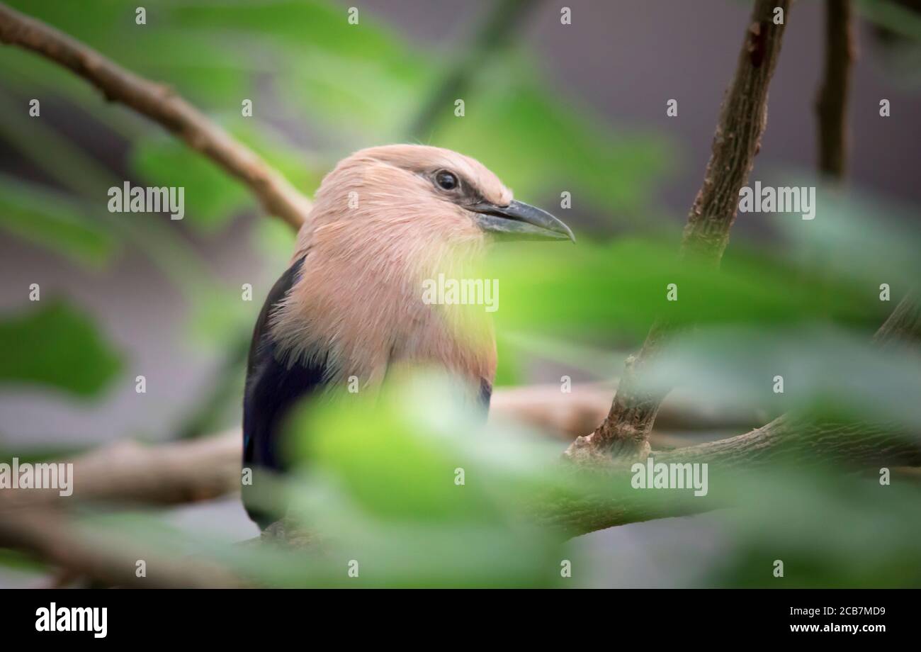 Il rullo con la ribellatura blu si trova sul ramo. Il rullo blu Coracias cyanogaster è un membro della famiglia di uccelli a rulli che alleva acro Foto Stock