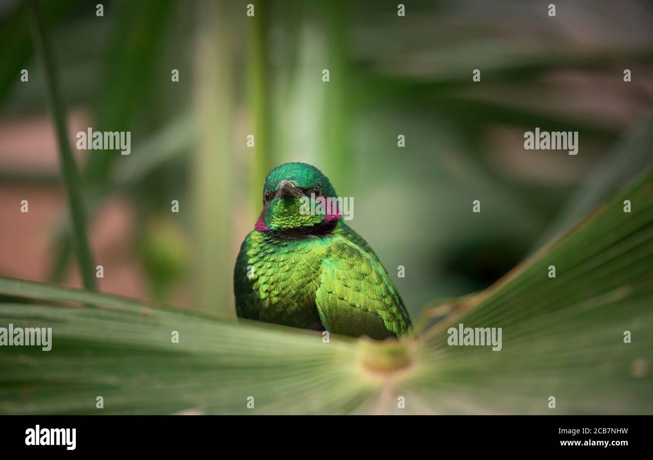 Emerald Starling in un mangiatore artificiale. Questo uccello è conosciuto anche come lamprotornis purpurpureus, Lamprotornis iris, Merle Metallique, Emerald Starling, purpo Foto Stock