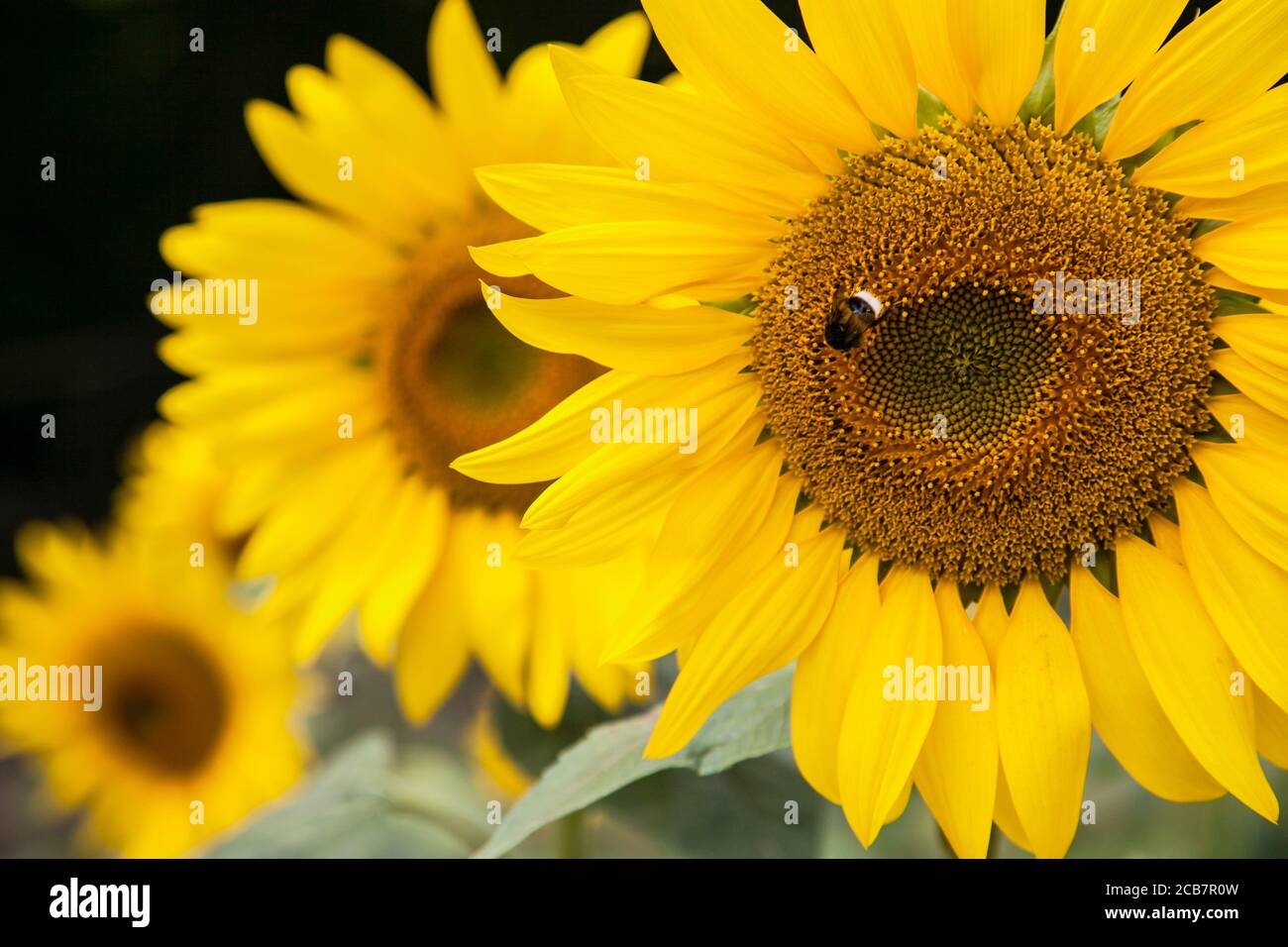Girasole, Helianthus, ape su fiore giallo che cresce all'aperto. Foto Stock