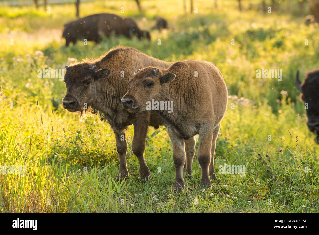 Vitelli bisonti, Elk Island National Park, Alberta, Canada Foto Stock