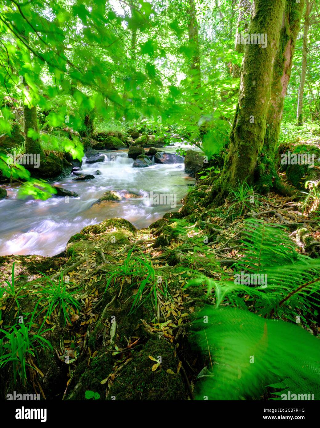 Luxulyan, Regno Unito - 17 luglio 2020: Cascate e rapide sul fiume Par nella valle di Luxulyan vicino a Fowey, Cornovaglia, Regno Unito Foto Stock