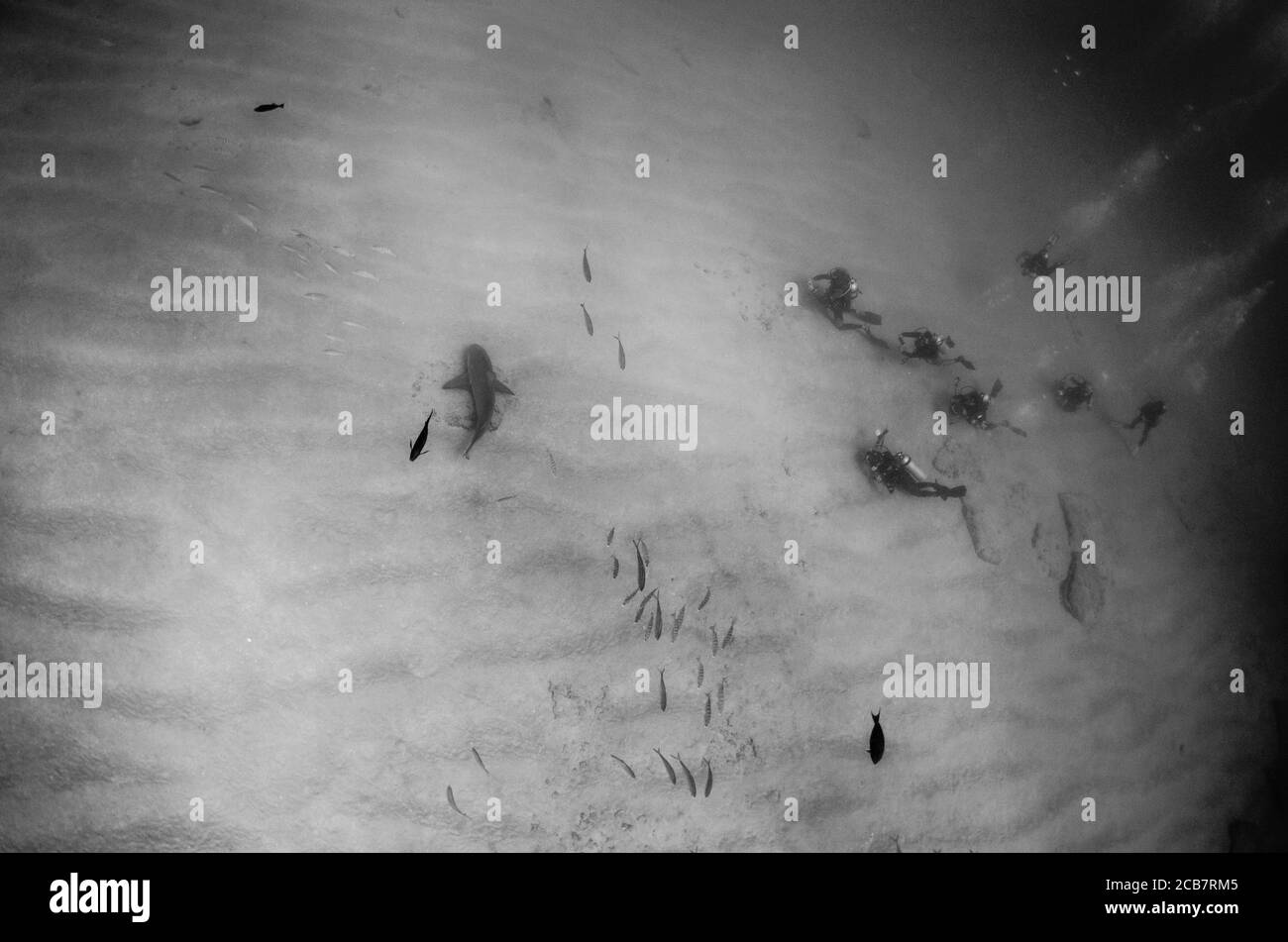 Bull Shark (Carcharhinus leucas). Barriere coralline del Mare di Cortez, Oceano Pacifico. Cabo Pulmo, Baja California sur, Messico. L'acquario del mondo. Foto Stock