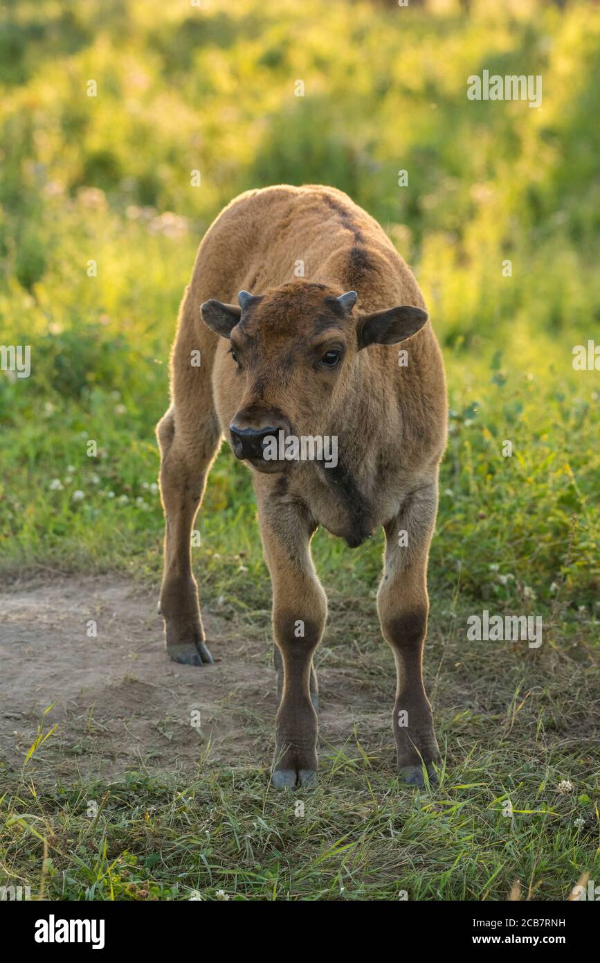 Bisonte vitello, Elk Island National Park, Alberta, Canada Foto Stock