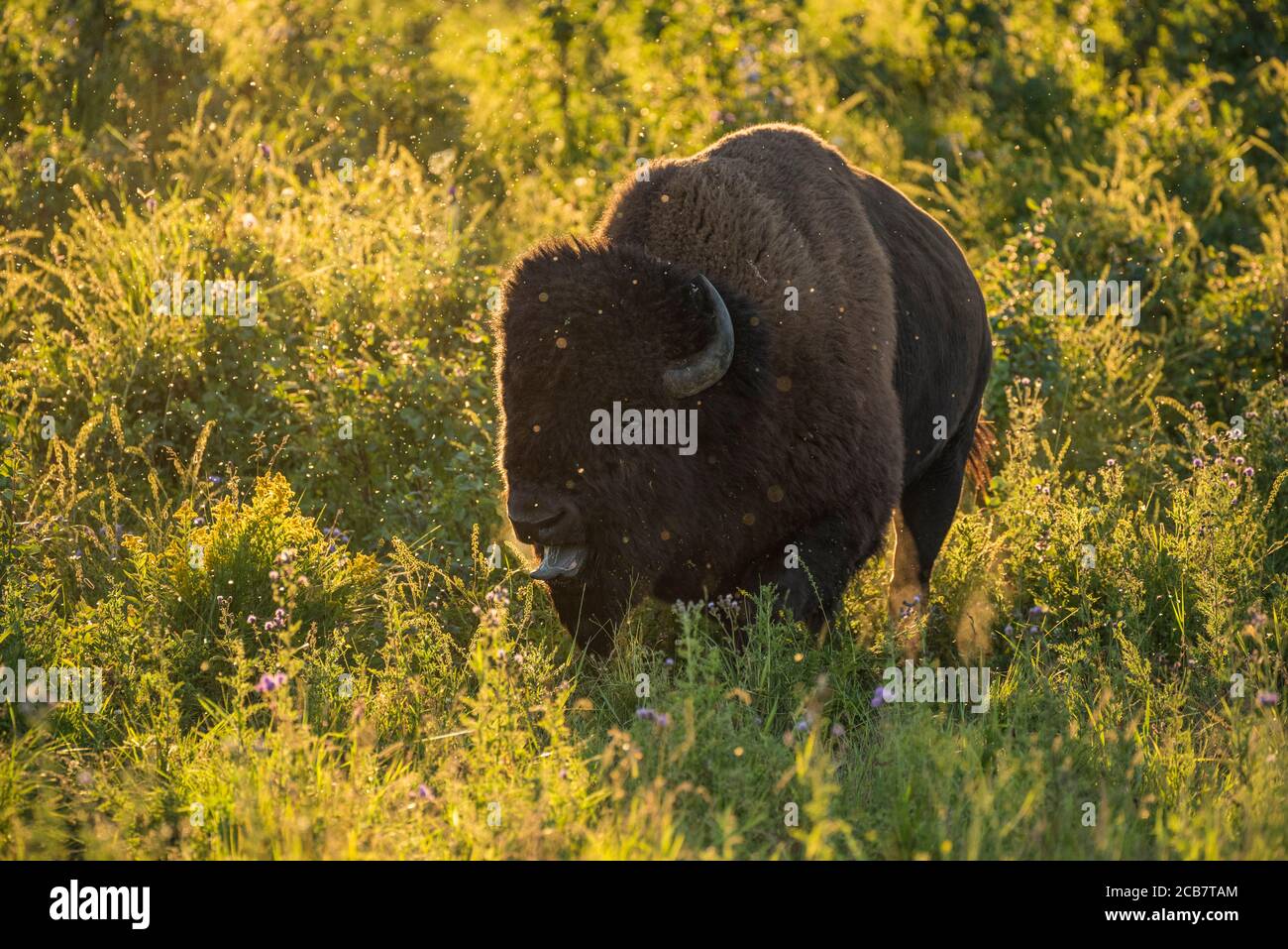 Bison, Elk Island National Park, Alberta, Canada Foto Stock