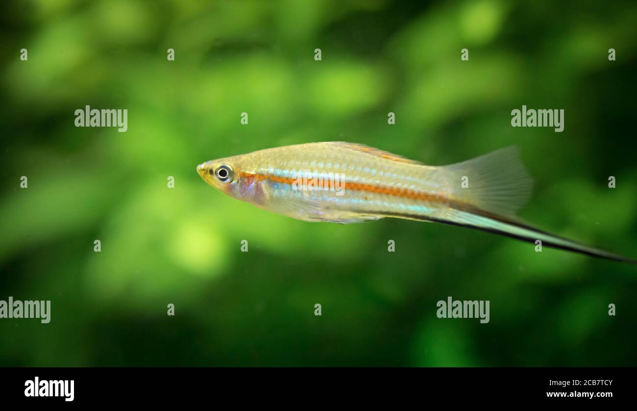 Xiphophorus hellerii. Tropische Fische schwimmen im Aquarium, la migliore foto Foto Stock