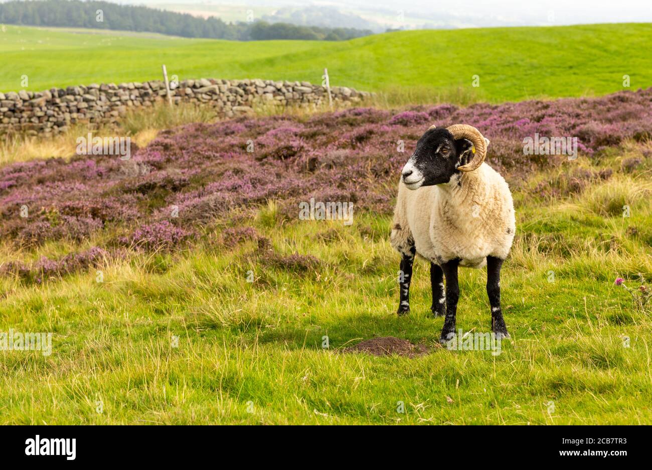 La pecora swaledale si trovava sulla brughiera aperta in estate quando l'erica è in fiore. Rivolto a sinistra. Le pecore Swaledale sono native di questa zona di North Yorks Foto Stock