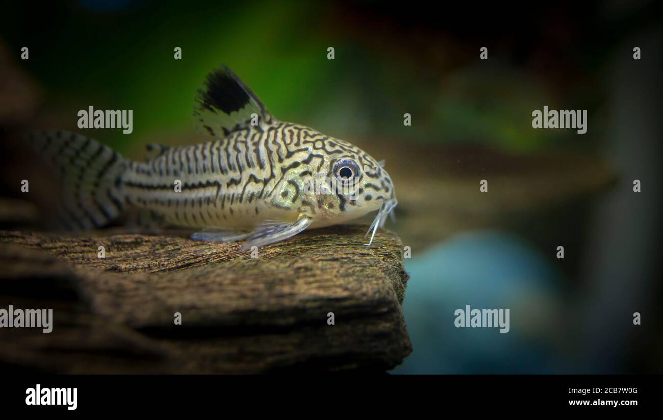 Corydoras julii. Tropische Fische schwimmen im Aquarium, la migliore foto Foto Stock