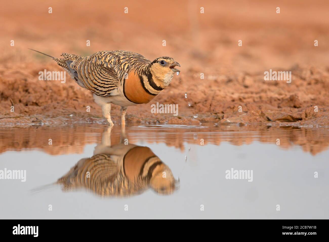 Pin-tailed Sandgrouse Foto Stock