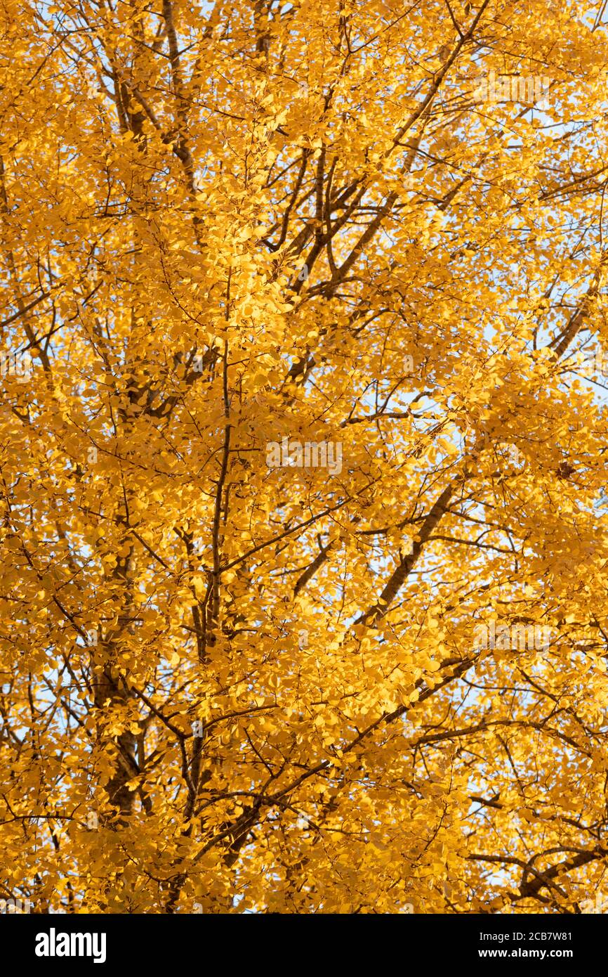 Fogliame giallo dell'albero di aspen in luce solare dorata vista ravvicinata Foto Stock