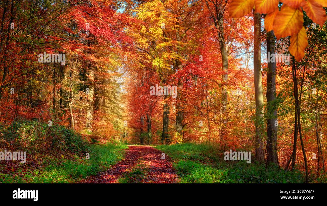 Scenario forestale in autunno con colori incantevoli e un sentiero coperto di foglie rosse e incorniciato da erba verde e. erbe Foto Stock